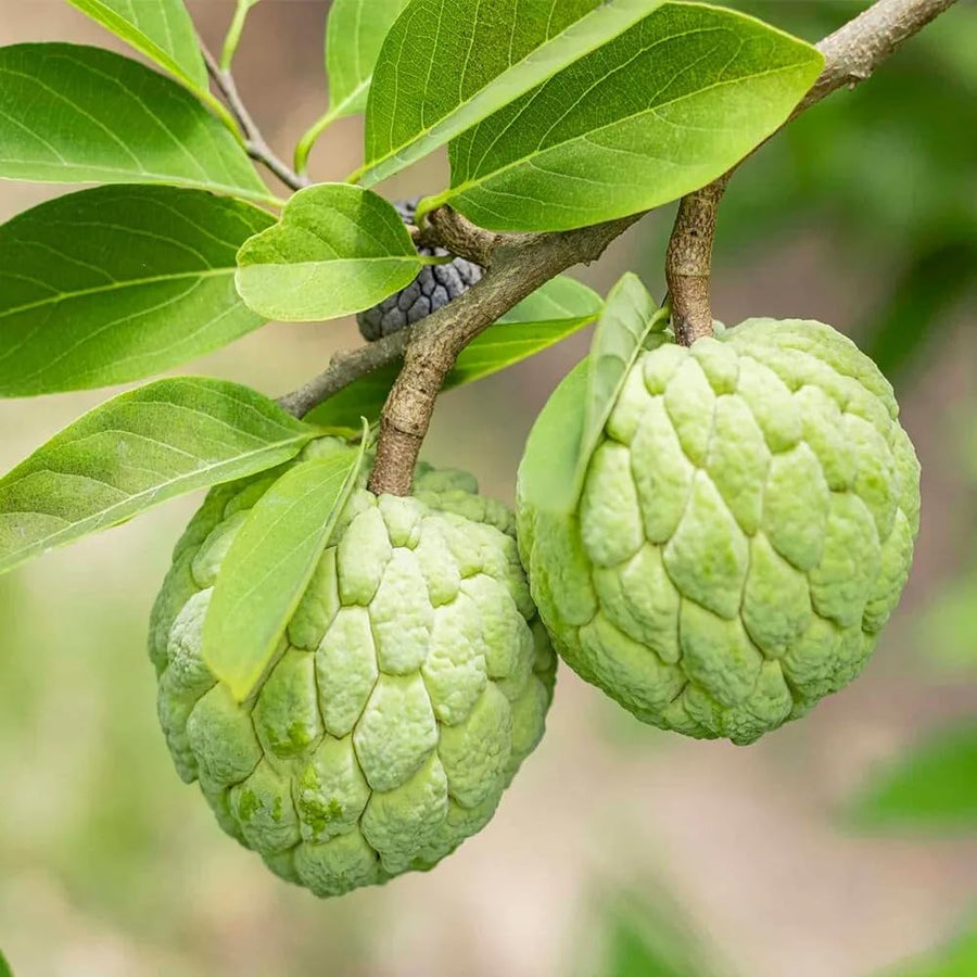 Sugar Apple Plant Live, 8 Inches Tall in 3 Inch Pot, Annona Squamosa Tropical Fruit Tree for Indoor or Outdoor Growing