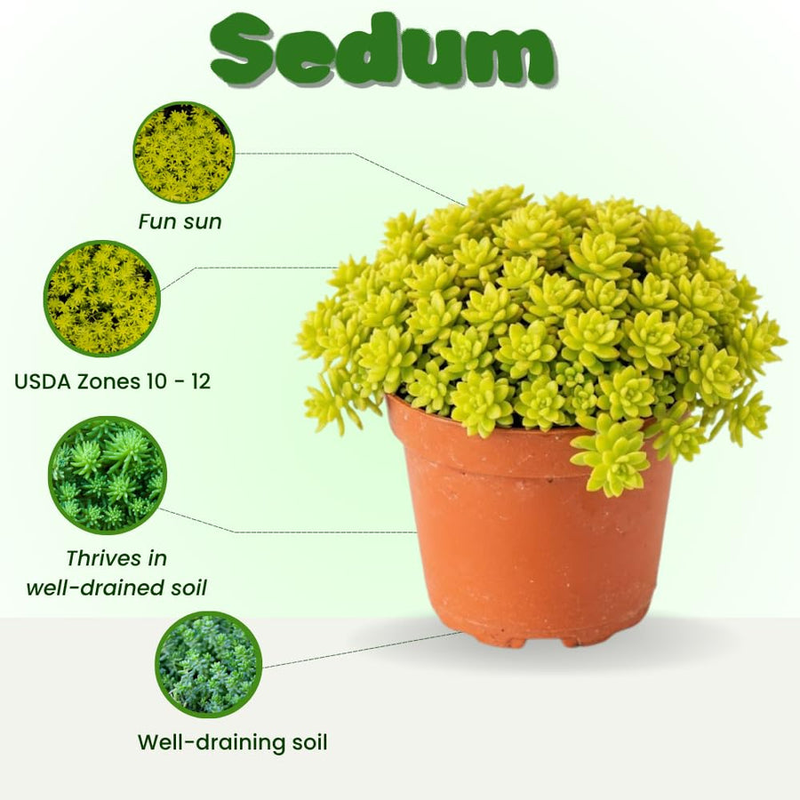 Sedum Live Plant in 6 Inches Pot, Sedum Succulents Plants Live, Vibrant Foliage, Indoor Outdoor Houseplant