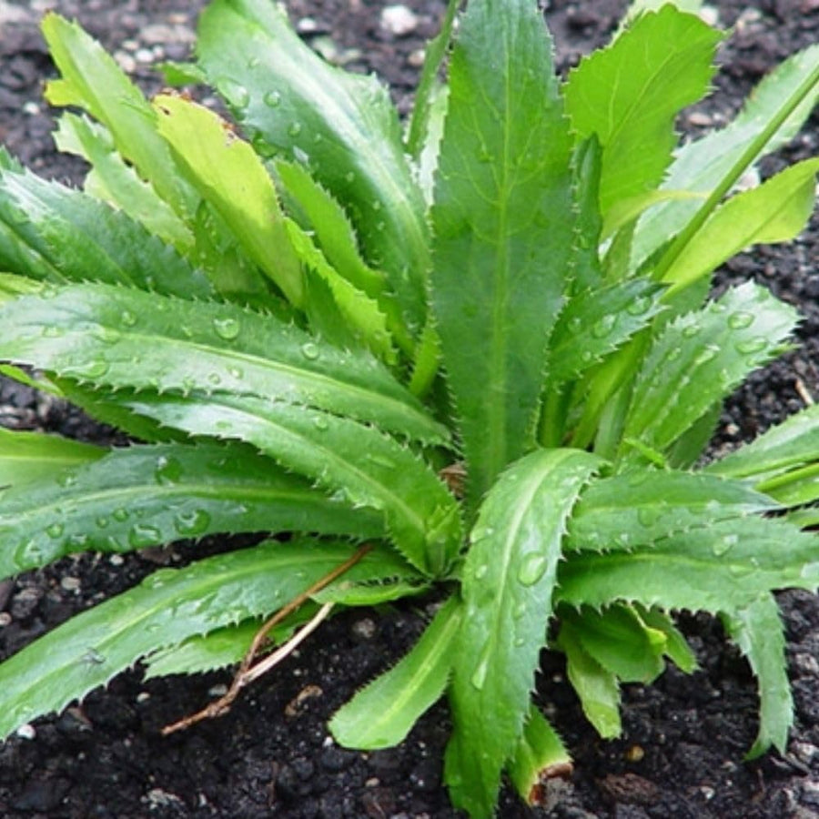 500 Culantro Seeds for Planting Indoor Outdoor, Culantro Herb Seeds for Outdoor Herb Gardens