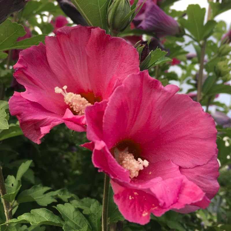Red Althea Plant, Quart Pot, 6-12 Inch Plants Rose of Sharon Flowering Shrub, Hardy Hibiscus Flower Plant for Outdoor Landscapes