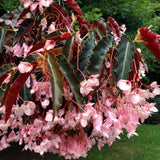 Angel Wing Begonia Live Plant, Polka Dot Begonia Maculata Plants, 4-7" Starter Indoor Outdoor Houseplant Décor, Air-Purifying and Easy Care, Vibrant Pink Flowering Begonia