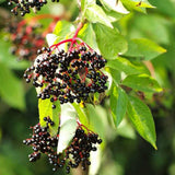 Black Elderberry Plant Live - 6-12 Inch Tall - Hardy American Elderberry Bush Live Shrub - Sweet Berry Tree