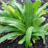 Set 500 Culantro Seed for Planting, Culantro Herb Seed, Vegetable Herb Plant, Ready for Growing