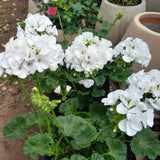White Geranium Plants Live, 2 Plants, Geranium Flower Plants, Size Plant 4 Inches