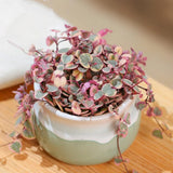Variegated String of Hearts Plant Live, Ceropegia Woodii Variegata, in 2.5" Pot, Rare Trailing Succulent Vine for Indoor Hanging Pots