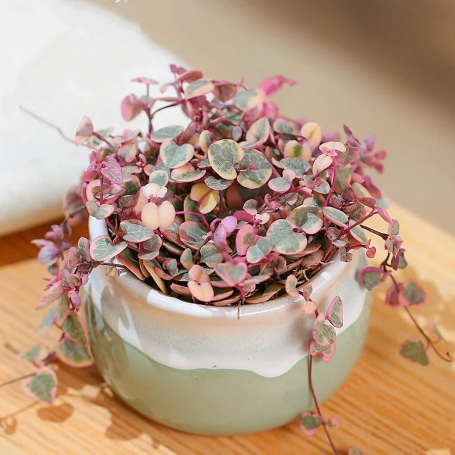 Variegated String of Hearts Plant Live, Ceropegia Woodii Variegata, in 2.5" Pot, Rare Trailing Succulent Vine for Indoor Hanging Pots