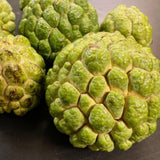 Sweet Sugar Apple Plant Live, 1 Year Old Annona Squamosa 6-8" in Tall Potted, Tropical Fruit Tree for Tropical Fruit Outdoor Growing, Zones 9-11