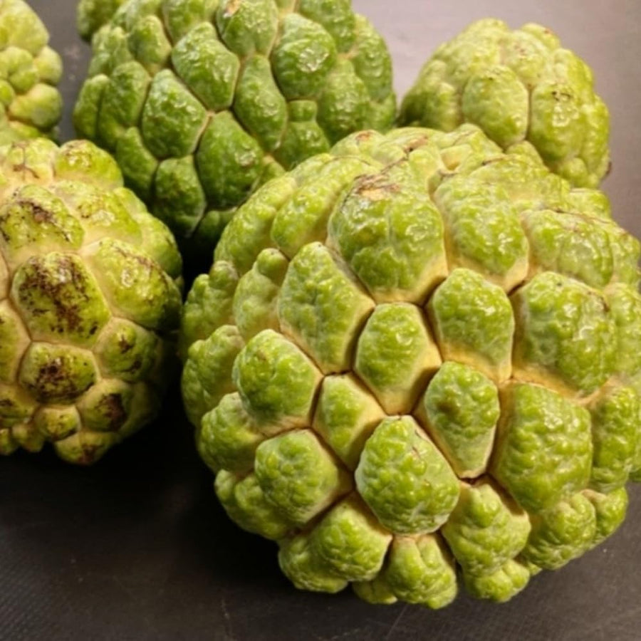 Sweet Sugar Apple Plant Live, 1 Year Old Annona Squamosa 6-8" in Tall Potted, Tropical Fruit Tree for Tropical Fruit Outdoor Growing, Zones 9-11