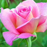 Rose Bush Live Plant - Climbing Rose Plant Live Shrub - Bareroot with Soil 7-10 Inch Tall - Fragrant Rose Flowers Heirloom Rose Shrub (Pink Yellow Rose)