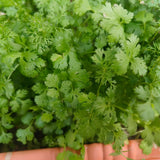 Live Cilantro Plant in 3.5 Inch Pot, Green Cilantro Herb Plant, Culinary Herb for Indoor Herb Gardens and Outdoor Planting