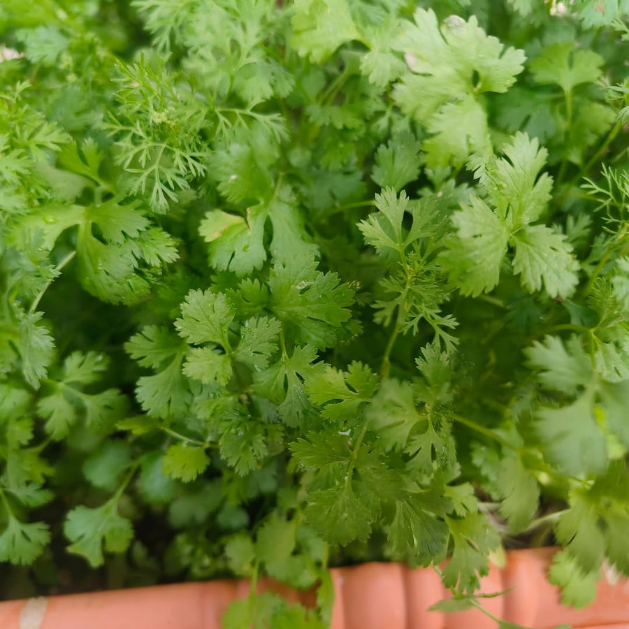 Live Cilantro Plant in 3.5 Inch Pot, Green Cilantro Herb Plant, Culinary Herb for Indoor Herb Gardens and Outdoor Planting