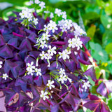 Live Purple Shamrock Plants, Deep Purple Oxalis, 4-8 Inches Tall in 4 Inch Pot Hardy Perennial for Growing