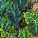 Alocasia Plant Live, Rare Elephant Ear Plant Indoor in 4 Inch Pot, Tropical Foliage, Compact Houseplant for Office, Room and Home Décor - Green Vein