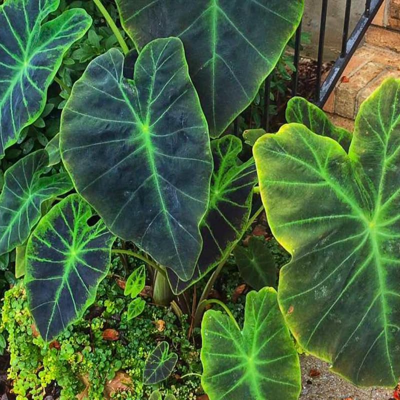Alocasia Plant Live, Rare Elephant Ear Plant Indoor in 4 Inch Pot, Tropical Foliage, Compact Houseplant for Office, Room and Home Décor - Green Vein