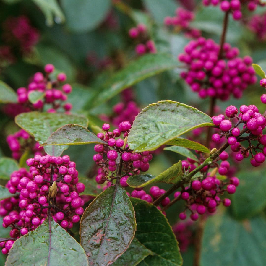 Set of 2 American Beautyberry Trees Live Plants, 16+ Inches Tall, 2–3 Years Old, Outdoor Beautyberry Shrubs for Garden Planting, No Pot