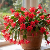 Easter Cactus Live Plant, Easter Cactus Plant 5 Inches in Height, 4 Inch Pot, Bright Bloom Flowering Houseplant for Planting (Red)