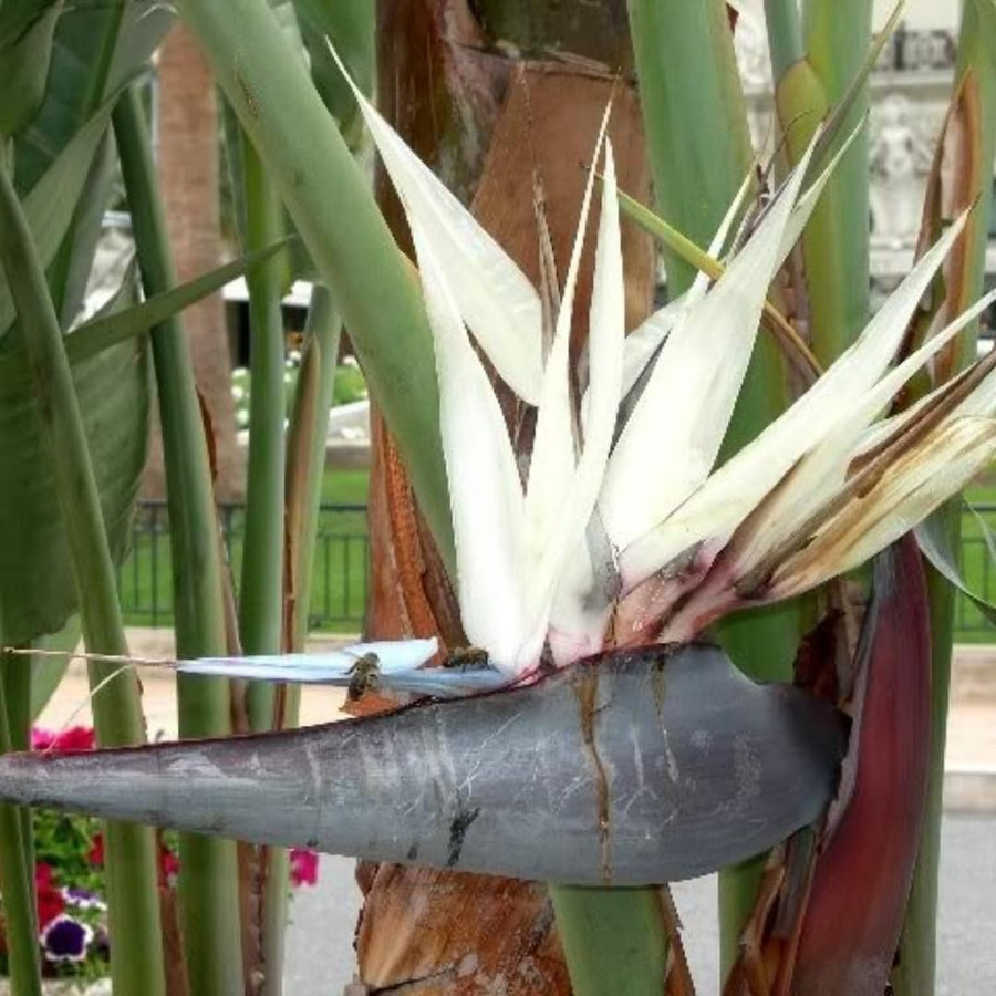 Bird of Paradise Plant - Live Tropical Ornamental Houseplant, Indoor and Outdoor Planting, Zones 9-11 (White)