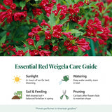 Red Weigela Plant in Quart Pot, Weigela Live Plant, Live Shrub for Outdoor Garden, Spring Blooming Flower Bush