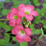 Oxalis Plant Live, Shamrock Spring Flower, 4 Inc Pot, Ornamental Oxalis Plant Live for Indoor Outdoor Garden, 4-8'' Tall (Dark Pink)