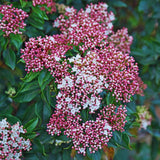 Pink Viburnum Live Plant, Hardy Viburnum Tree Plant, Pink Flower Gardening, 2.5 Inches Pot