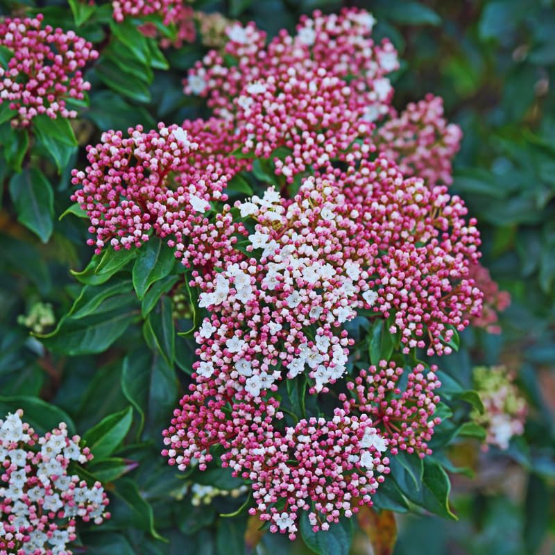 Pink Viburnum Live Plant, Hardy Viburnum Tree Plant, Pink Flower Gardening, 2.5 Inches Pot