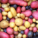 High Yielding Mixed Potato Tubers, 1 Pound of Russet, Yukon, Red Potatoes Plants Bulbs for Outdoor Growing,Vegetables Heirloom Potato Seeds Live Tuber for Home Garden