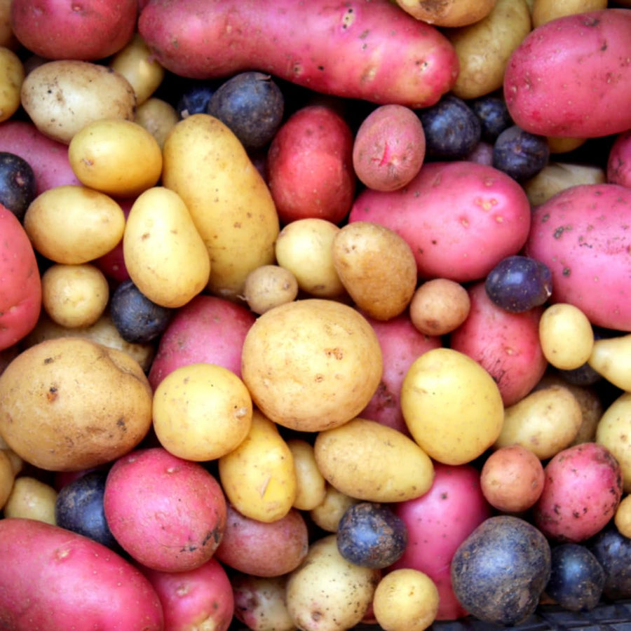 High Yielding Mixed Potato Tubers, 1 Pound of Russet, Yukon, Red Potatoes Plants Bulbs for Outdoor Growing,Vegetables Heirloom Potato Seeds Live Tuber for Home Garden