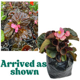 Combo 3 Bronze Rose Begonia Angel Wing Plants Live, Begonia Maculata Live Plant, Begonias Live Plants Outdoor, 4 to 8 Inc Tall