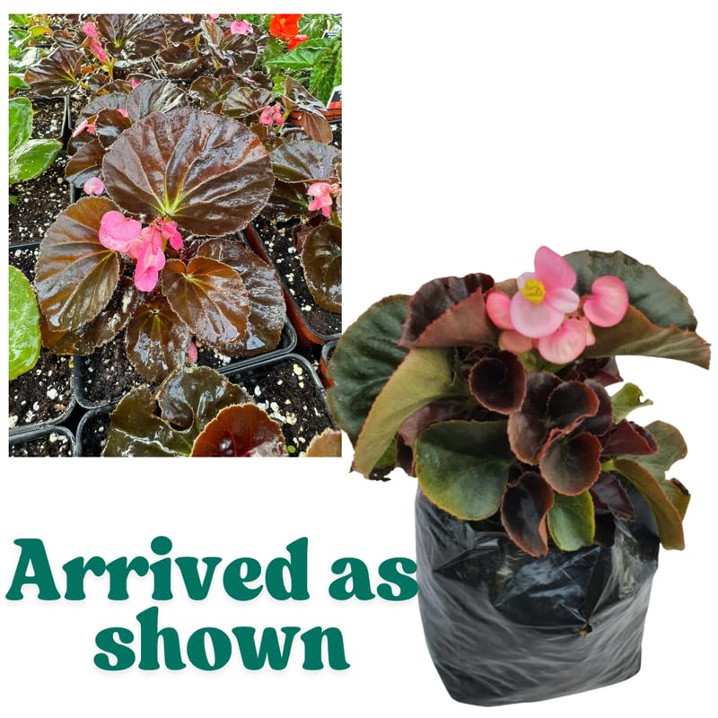 Combo 3 Bronze Rose Begonia Angel Wing Plants Live, Begonia Maculata Live Plant, Begonias Live Plants Outdoor, 4 to 8 Inc Tall