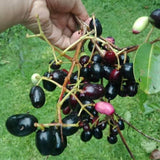 8"-14" Black Jambu Plum Tree Live Plant in Half Gallon Pot, Sweet Tropical Fruit for Outdoor Planting, No CA