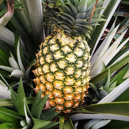 2 Pineapple Plants Live for Planting 5 to 8 Inch Tall, Live Pineapple Fruit Well Rooted, Sweet Pineapple Trees