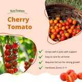 500 Cherry Tomato Seeds for Planting, Small Red Tomato Seeds, Heirloom Vegetable Seed, Sweet Tomatoes for Container and Outdoor Planting