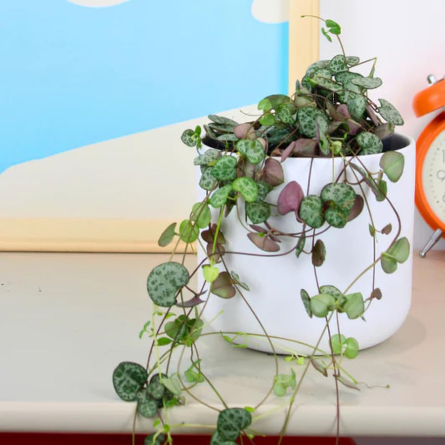 String of Hearts Plant Live, Ceropegia Woodii Variegata, in 4" Pot, Rare Trailing Succulent Vine for Indoor Hanging Pots (Green String of Hearts Plant)