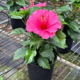 Pink Hibiscus Plant Live, Hardy Hibiscus Flowers Colorful Blooms for Outdoor Landscapes, 8-10 Inch Height, Hibiscus Shrubs, No Pot, Well-Rooted