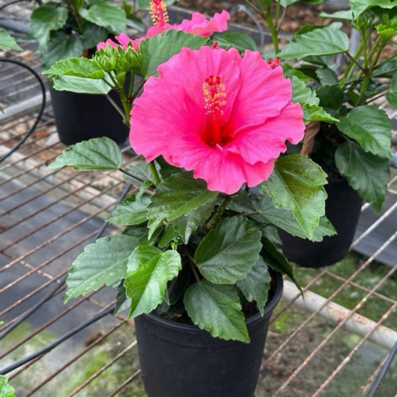 Pink Hibiscus Plant Live, Hardy Hibiscus Flowers Colorful Blooms for Outdoor Landscapes, 8-10 Inch Height, Hibiscus Shrubs, No Pot, Well-Rooted