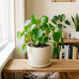 Money Tree Plant, Money Live Plant, 4-7 Inches Tall in 4 Inch Pot, Pilea Peperomioides Houseplant for Indoor Outdoor Houseplant