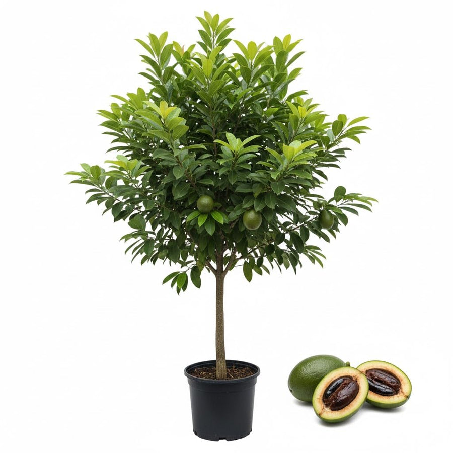 Live Black Sapote Tree 3 Feet Tall, Air-Layered Chocolate Sapote Fruit Tree, Sweet, Cold Hardy, Container and Garden Growing