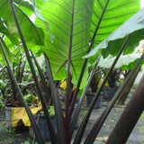 3 Colocasia Plants Live, Elephant Ear Caladium Esculenta Plants, 5 to 8 Inc Tall (Black Stems)