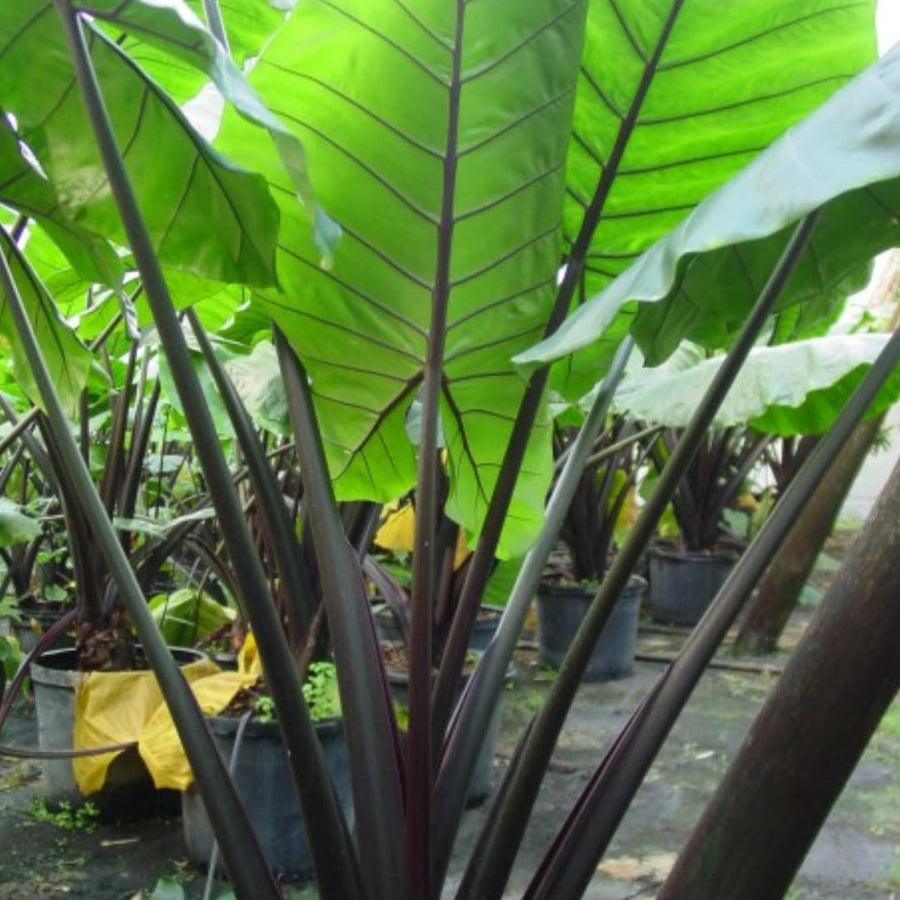 3 Colocasia Plants Live, Elephant Ear Caladium Esculenta Plants, 5 to 8 Inc Tall (Black Stems)