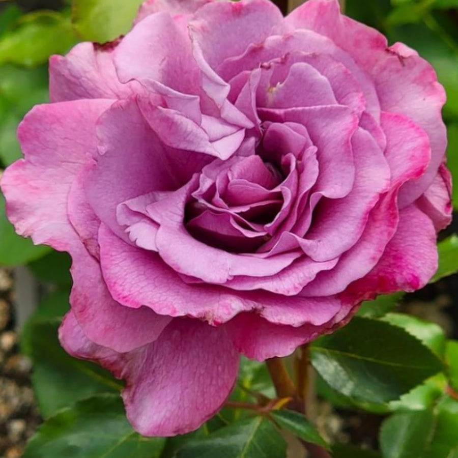 Rose Bush Live Plant - Climbing Rose Plant Live - Bareroot with Soil 7-10 Inch Tall - Fragrant Rose Flowers Heirloom Rose Shrub (Purple Rose Plant)