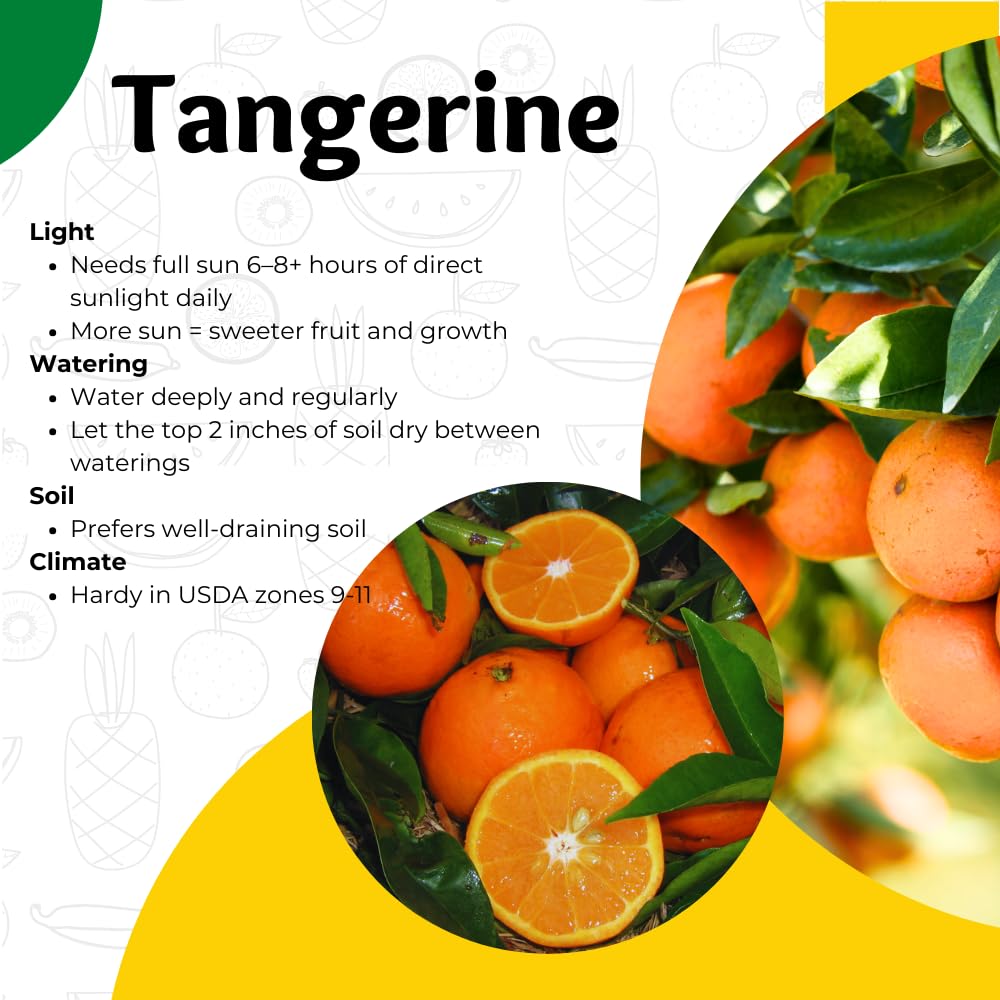Tangerine Tree Live, 3 Feet Grafted Citrus Tree for Outdoor Planting, Sweet Tangerine Fruit Tree, Orange Tree