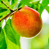 6 Months Old White Red Peach Seedling Tree Live Plant, 6 to 10 Inches in Tall, Winter Hardy for Gardening Outdoor, No CA