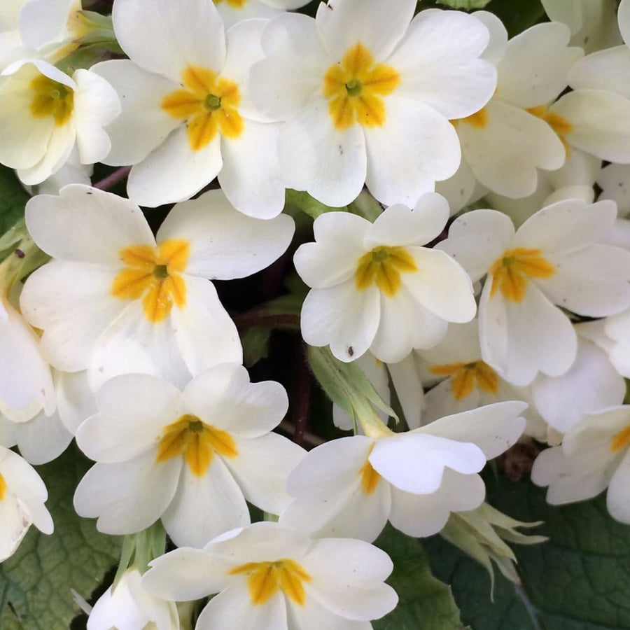 Set of 2 Live White Primrose Plant, Hardy Primrose Flower in 4 Inch Pot, Well Rooted for Indoor or Outdoor Planting