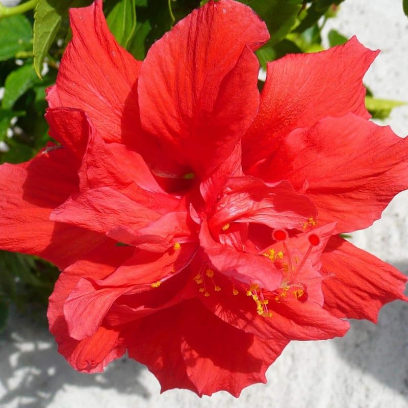 Hibiscus Plant Live, Hardy Hibiscus Flowers for Outdoor Landscapes, 5-9 Inch Height, Ornamental Hibiscus Bush Shrub, Well-Rooted, No Pot