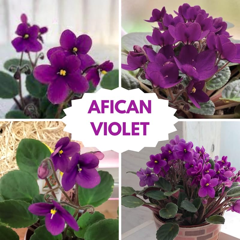 Purple African Violet Live Plant, African Violet Houseplant in 4" Pot, Blooming Indoor Plant for Home or Office with Vibrant Flowers