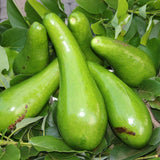 3 Years Old Avocado Tree Live Plant Grafted Air-Layered Ready to Bear Fruit, 3 Ft Cold Hardy Avocados Plant Tropical, Long Neck Avocado