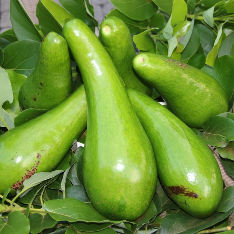 3 Years Old Avocado Tree Live Plant Grafted Air-Layered Ready to Bear Fruit, 3 Ft Cold Hardy Avocados Plant Tropical, Long Neck Avocado