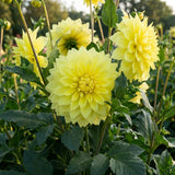 Dahlia Tuber for Planting, Yellow Dahlia Flower for Summer Blooms, Large and Vibrant Flowers, Suited for Zones 8 to 11