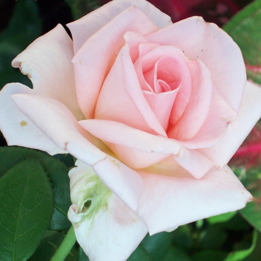 Climber Rose Plant Live - Climbing Rose - Come Bare Root with Soil, No Leaves, 5 to 7 Inches (Pink New Dawn)