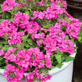 4 Verbena Plants Live, 5-9" Tall Hardy Perennial Flower Plants, Well-Rooted for Outdoor Planting